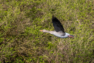 The flying greylag goose, Anser anser is a species of large goose
