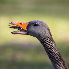 Head shot of a hissing greylag goose, Anser anser