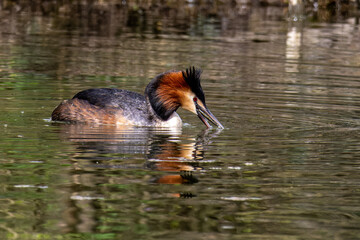 Great Crested Grebe, Podiceps cristatus has caught a fish.