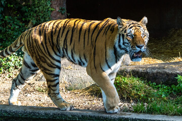 The Siberian tiger,Panthera tigris altaica in a park