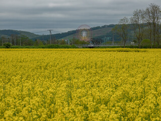 岩見沢の菜の花畑（北海道岩見沢市）