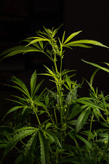 Male marijuana plant. Sativa, Indoor cultivation.