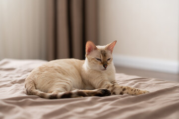 a pregnant light brown cat is lying on the bed with her eyes closed
