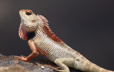 Fototapeta premium bearded dragon lizard