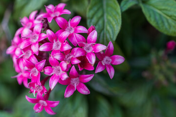 Fototapeta na wymiar Pentas is a genus of flowering plants in the family Rubiaceae.