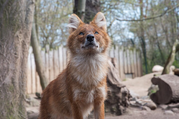 The dhole, Cuon alpinus, Asiatic Wild Dog, red dog, and whistling dog, an endangered large carnivore
