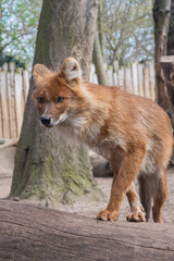 The dhole, Cuon alpinus, Asiatic Wild Dog, whistling dog, an endangered large carnivore