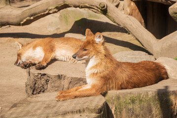 The dholes, Asiatic Wild Dogs, red dogs bask in the sun