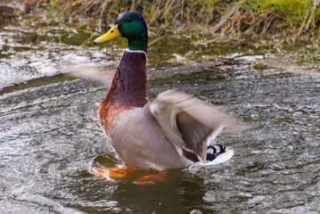 Mallard or wild duck, a dabbling duck. Summer landscape