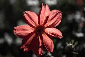Red dahlia