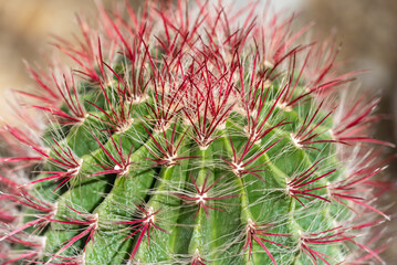 red prickly cactus