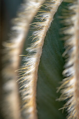 macro needles on a cactus. background cactus surface