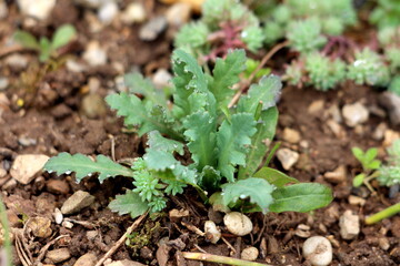 Opium poppy or Papaver somniferum or Breadseed poppy annual flowering herb plant with stem and green lobed leaves bearing a sparse distribution of coarse hairs covered with raindrops from fresh spring
