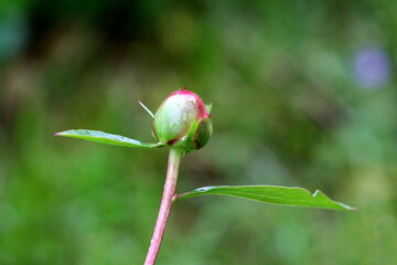 Peony or Paeony herbaceous perennial flowering plant covered with raindrops from fresh spring shower with single flower bud starting to open into fragrant white to light pink layered flower