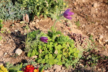 Pulsatilla vulgaris or Pasque flower or Pasqueflower or European pasqueflower or Danes blood herbaceous perennial plant with violet bell-shaped flowers and distinctive silky seed heads on top