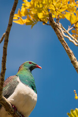 A New Zealand Kereru or Wood Pigeon sitting in a Kowhai tree against a blue sky