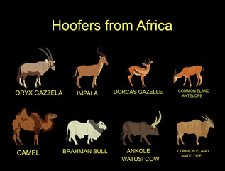 Africa hoofers animals vector illustration isolated on background. Antelope, gazelle, camel, Brahman cow, impala, Oryx, Gemsbuck, Ankole Watusi bull, eland, kudu. Safari wildlife. Livestock cattle.