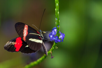 Exotic butterflies sitting on plants 