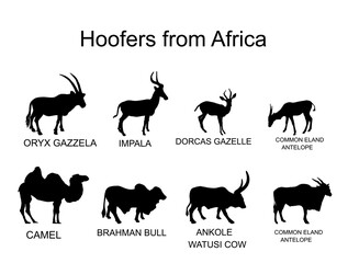 Africa hoofers animals vector silhouette illustration isolated on white background. Antelope, gazelle, camel, Brahman cow, impala, Oryx, Gemsbuck, Ankole Watusi bull, eland, kudu. Safari wildlife.