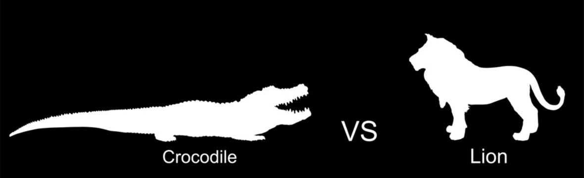 Crocodile against lion vector silhouette illustration isolated on black. Survivor watering place battle, powerful reptile vs big cat animal king. Under water predator carnivore lurking prey feline.