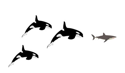 Fototapeta premium Flock of Killer Whale chase hunting great white shark jumping out of water vector illustration isolated on white. Orcinus. Underwater fight sea predators battle. Deadly ocean killers. Powerful animal.