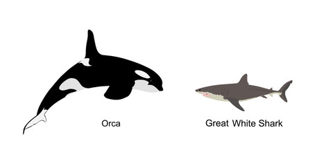 Killer Whale chase hunting great white shark jumping out of water vector illustration isolated on white. Orcinus. Underwater fight sea predators battle. Deadly ocean killers. Strong powerful animal.