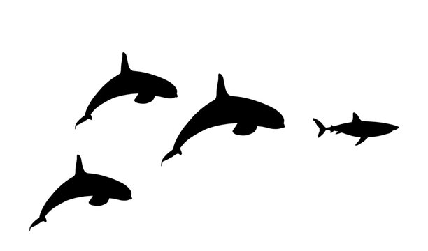 Flock of Killer Whale chase hunting great white shark jumping out of water vector silhouette illustration isolated on white. Orcinus Orca. Underwater fight sea predators battle. Deadly ocean killers.