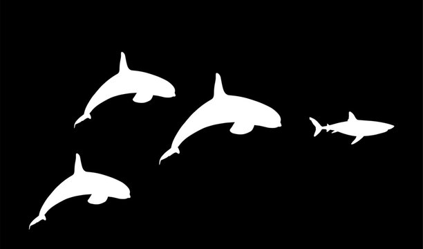 Flock of Killer Whale chase hunting great white shark jumping out of water vector silhouette illustration isolated on black. Orcinus Orca. Underwater fight sea predators battle. Deadly ocean killers.