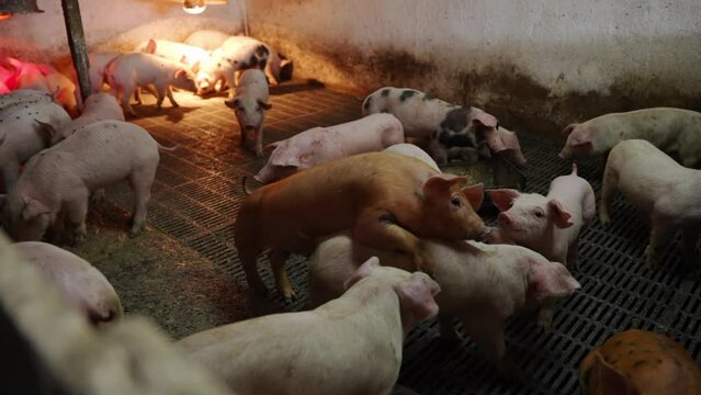 Piglets in a heated barn