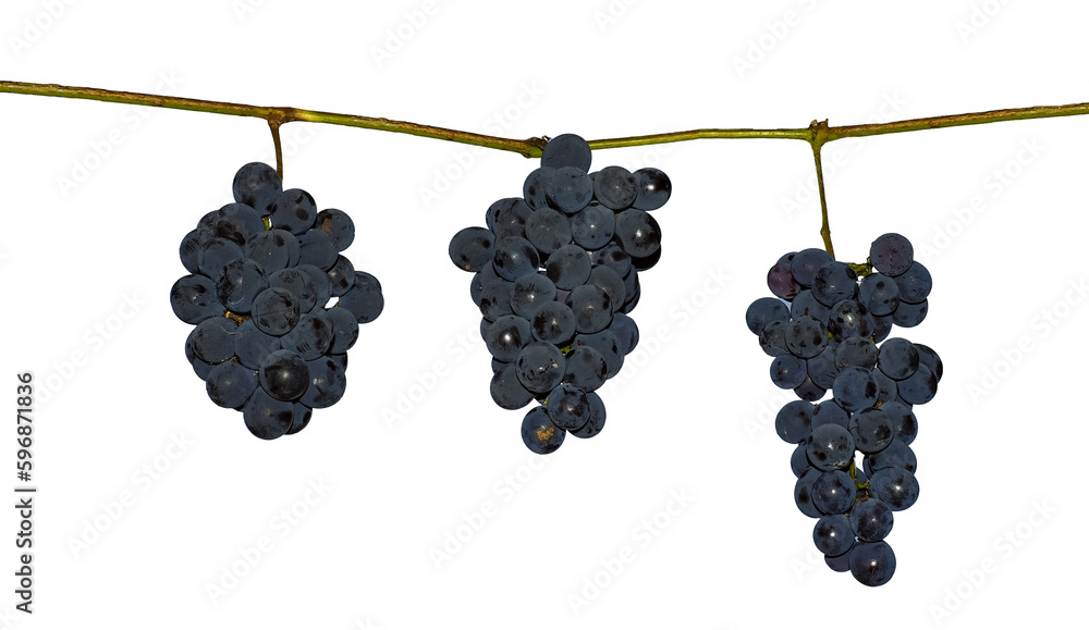 Wall mural grape fruit transparent png