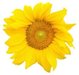yellow sunflower transparent PNG