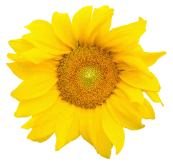Foto op Canvas yellow sunflower transparent PNG © Claudio Divizia