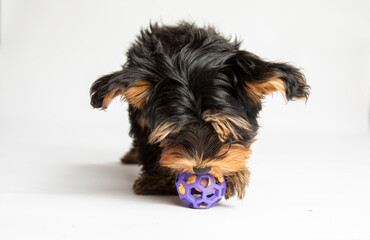 Close up of a Playful Yorkie puppy on a white background Playing with a purple ball