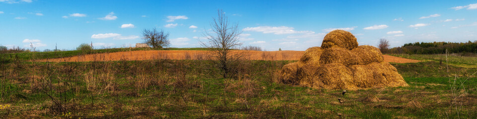 spring agricultural landscape. a field with a mop of round bales of dry straw on the grass under a blue sky. panoramic widescreen side view