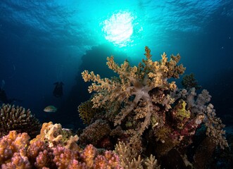 Fototapeta na wymiar coral reef and diver red sea