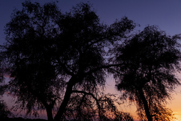Fototapeta na wymiar Silhouette of a big tree with a colorful sky