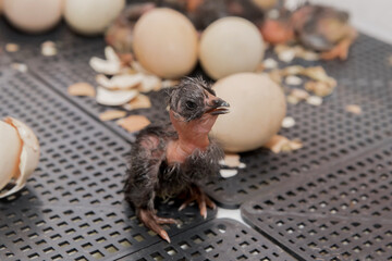 Close-up of dark newborn chick chicken little cute hen in hatching eggs in incubator, poultry farming