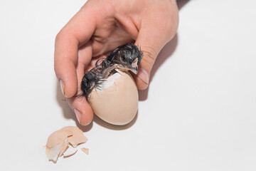 A farmer's hand helps a newborn little cute chicken chick get out of a chicken hatching egg on a white background
