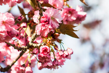 Beautiful, Spring, Carnation-Like Pink Blooms on Tree Branch &ndash;Wedding, Baby Shower, Brunch, Garden Party, Birthday, Invitation, Border, Background, Backdrop, Flier, Poster, Advertisement or Wallpaper
