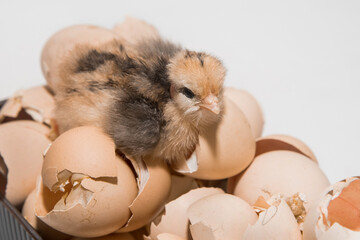 Close-up of fluffy cute little chicken small chick on eggshell background and incubation