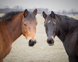 portrait of two horses together