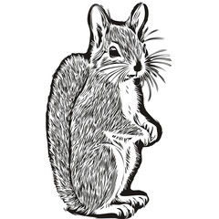 Portrait of a cute squirrel on a white background baby squirrel.