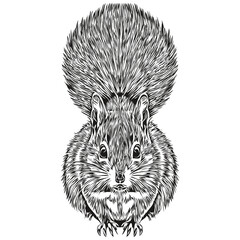 squirrel  vintage illustration, black and white vector art baby squirrel.
