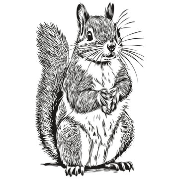 Hand drawn squirrel on a white background, baby squirrel.
