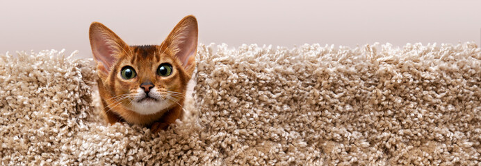 Portrait of a funny little Abyssinian red kitten. A playful pet preparing to jump. Veterinary banner