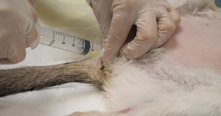 A cat with obstruction of the urethra by urinary stones undergoing catheterization. The veterinarian takes a urine sample through a urinary catheter with a syringe. Urolithiasis in a cat.