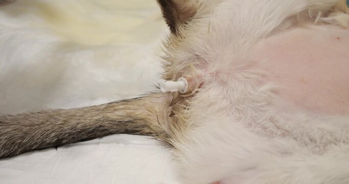 The veterinarian placed a urinary catheter in the cat's penis A cat came to the veterinary clinic with obstruction of the urethra by urinary stones Urethral catheterization for urolithiasis in a cat.