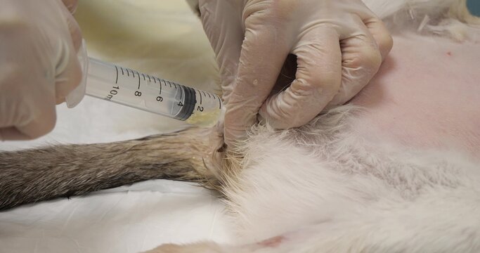 A cat with obstruction of the urethra by urinary stones undergoing catheterization. The veterinarian takes a urine sample through a urinary catheter with a syringe. Urolithiasis in a cat.