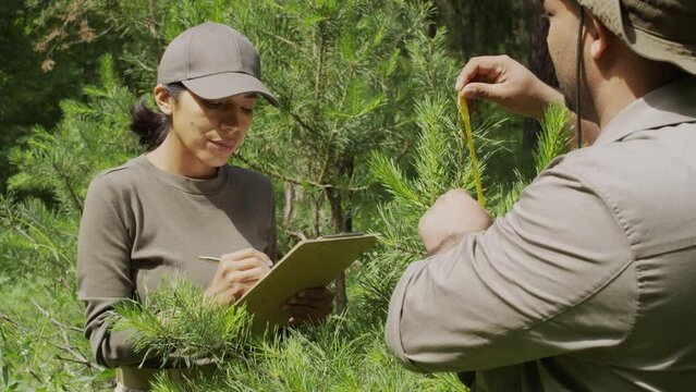 Medium over-shoulder shot of Hispanic female forest ranger working together with male colleague in nature park on sunny day, man measuring pine saplings, and woman writing down height on clipboard