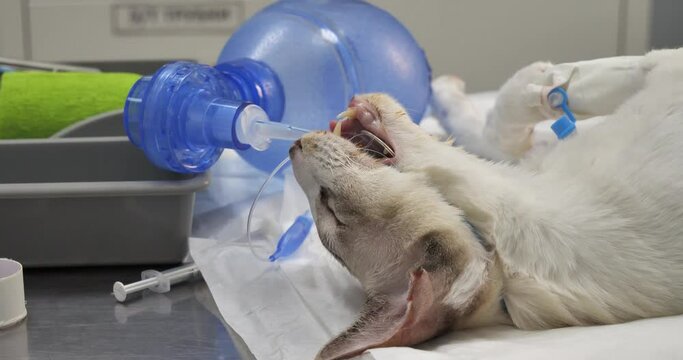 The veterinarian helps the cat to regain breathing after the introduction of anesthesia. Stopping breathing in a cat during anesthesia. Resuscitation of a cat with an ambu oxygen bag.